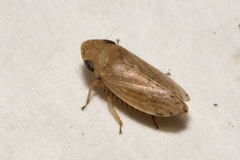 Aphrodes