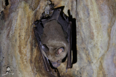 Hipposideros larvatus