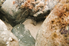 Lepidoblennius marmoratus