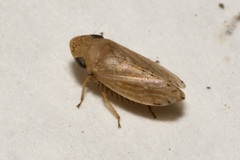 Aphrodes