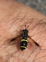 Chrysotoxum bicinctum