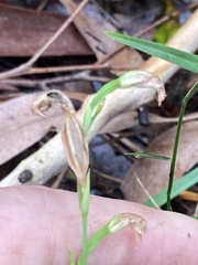 Pterostylis longifolia
