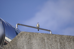 Pycnonotus sinensis formosae