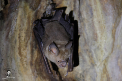Hipposideros larvatus