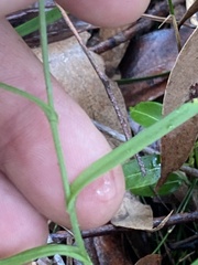 Pterostylis longifolia