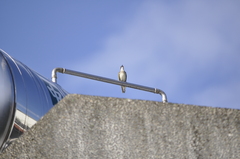 Pycnonotus sinensis formosae