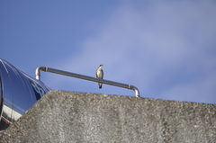 Pycnonotus sinensis formosae