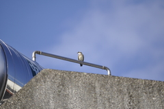 Pycnonotus sinensis formosae