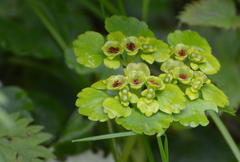 Chrysosplenium alternifolium