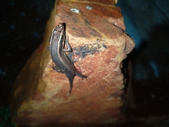 Trachylepis punctatissima