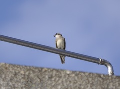 Pycnonotus sinensis formosae