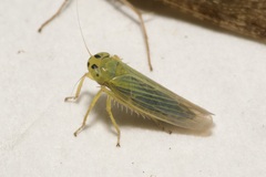 Cicadula quadrinotata