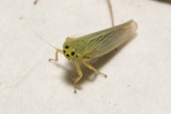 Cicadula quadrinotata