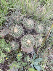 Echinofossulocactus crispatus