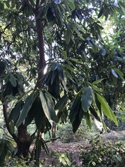 Rhododendron ponticum