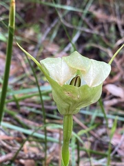 Pterostylis baptistii