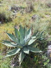 Agave inaequidens