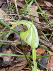 Pterostylis baptistii
