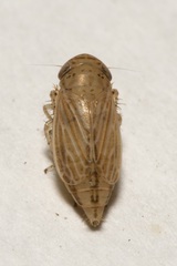 Streptanus aemulans