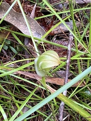 Pterostylis baptistii