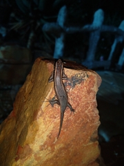 Trachylepis punctatissima