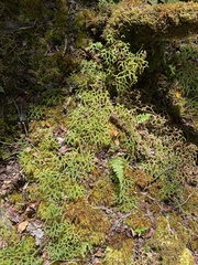 Lycopodium venustulum