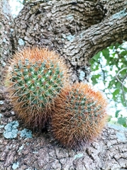 Mammillaria rhodantha