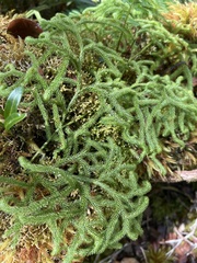 Lycopodium venustulum