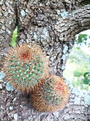Mammillaria rhodantha