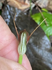 Pterostylis erecta