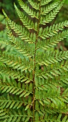 Calochlaena dubia