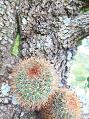 Mammillaria rhodantha