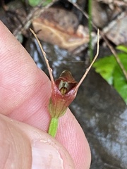 Pterostylis erecta
