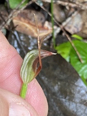 Pterostylis erecta