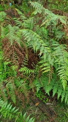 Calochlaena dubia
