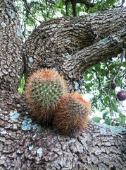 Mammillaria rhodantha