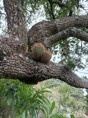 Mammillaria rhodantha
