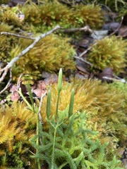 Lycopodium venustulum