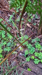 Calochlaena dubia