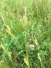 Carex diluta