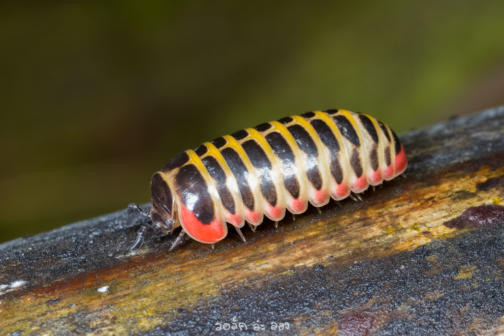 Glomeridae
