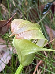 Pterostylis baptistii