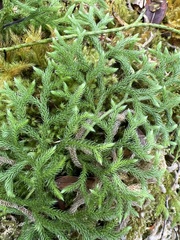 Lycopodium venustulum