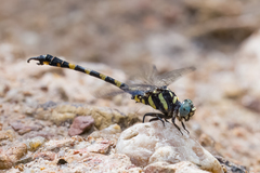 Paragomphus capricornis
