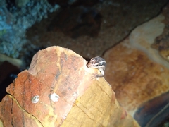 Trachylepis punctatissima