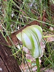 Pterostylis baptistii