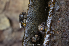 Homotrigona apicalis