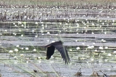 Calyptorhynchus banksii