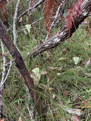 Pterostylis baptistii