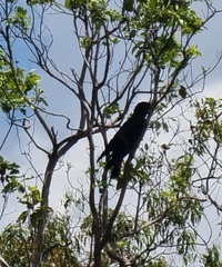 Calyptorhynchus banksii